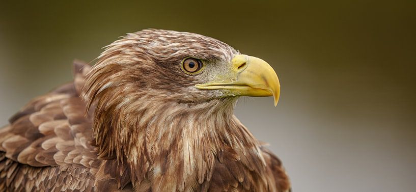 Nahaufnahme Weißkopfseeadler. von Jaap van den Berg