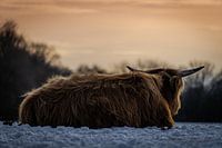Scottish Highlander