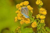 Schmetterling auf Löwenzahn