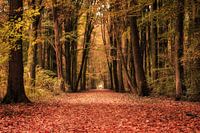 Herbstspaziergang im Amsterdamse Bos