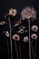 tuin van gedroogde zomerbloemen