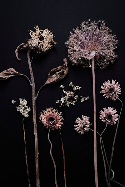 Garten der getrockneten Sommerblumen von Karel Ham