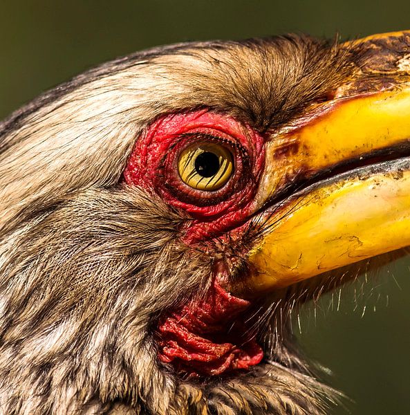 Southern hornbill from South Africa by Rob Smit
