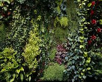 Green wall 01