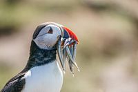Un macareux moine aux îles Farne