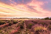 Die Jahreszeiten kommen und gehen