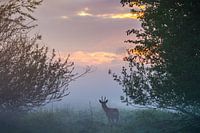 Brocard au lever du soleil