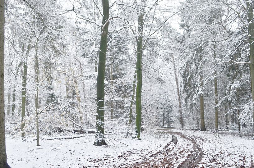 Forest landscape with snow by Corinne Welp