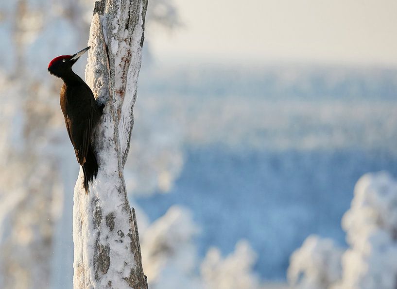Schwarzspecht (Dendrocopus martius) von AGAMI Photo Agency