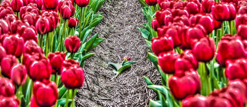 Fallen Tulip par Alex Hiemstra