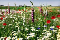 Mohn, Gänseblümchen und Fingerhut in einer bunten Mischung vor strahlend blauem Himmel