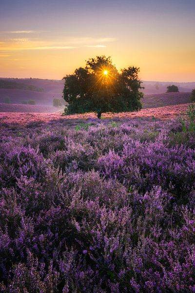 Posbank lever de soleil debout par Albert Dros