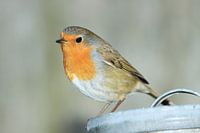 Vogel Rotkehlchen auf einem Fass