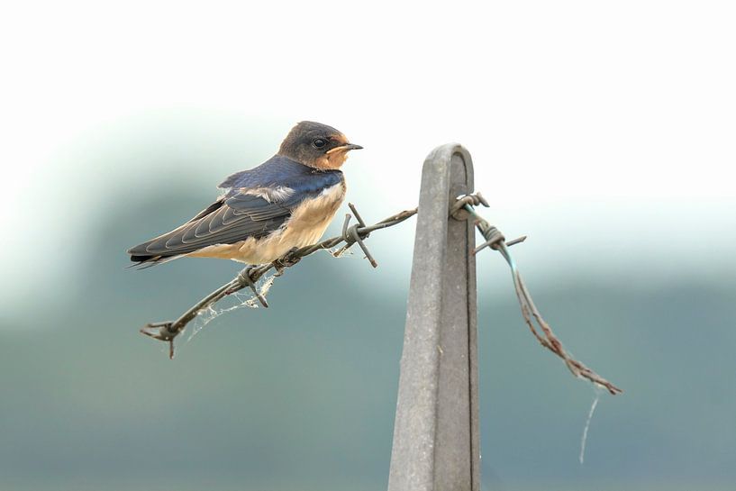 Bauernschwalbe von Sander Meertins