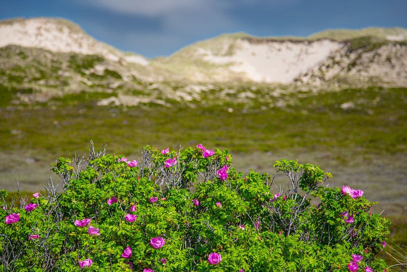 Sylt-Rosen und Dünen auf Sylt von Gerwin Schadl