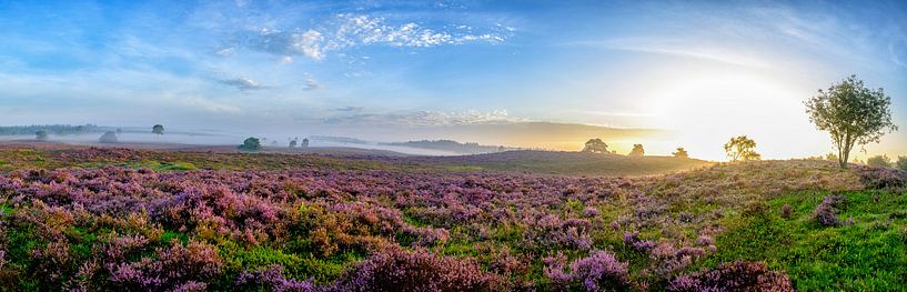 Blooming Heather plants in Heathland landscape during sunrise panorama by Sjoerd van der Wal Photography