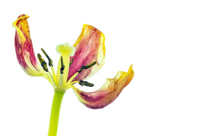 Tulipe en pleine croissance sur fond blanc par Carola Schellekens