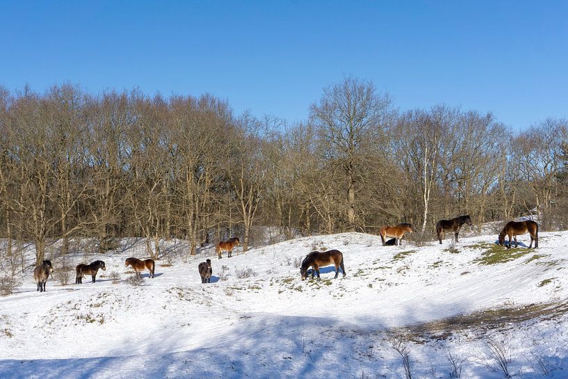 Wildpferde im Schnee von Barbara Brolsma