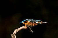 dans la position de départ