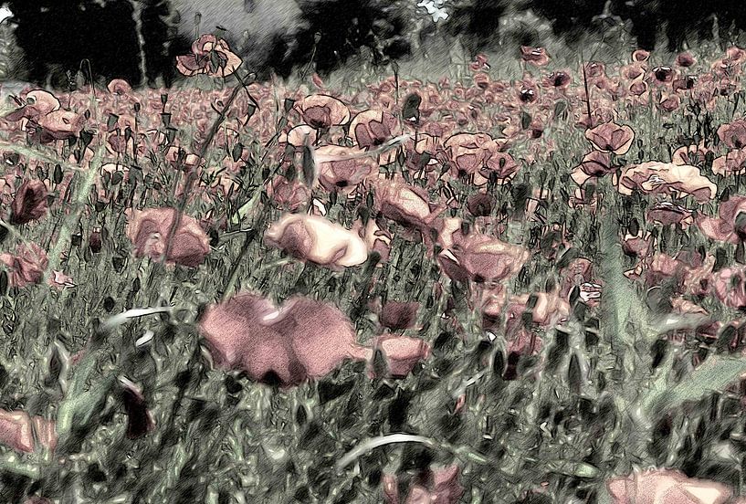 Mohn von Karl-Heinz Lüpke