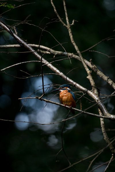Martin-pêcheur à l'affût par Danny Slijfer Natuurfotografie