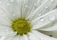 Crysanthemenblüte nach einem  Regenschauer