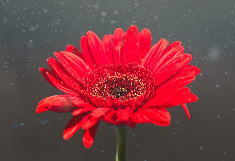 A red gerbera / germini by WeVaFotografie