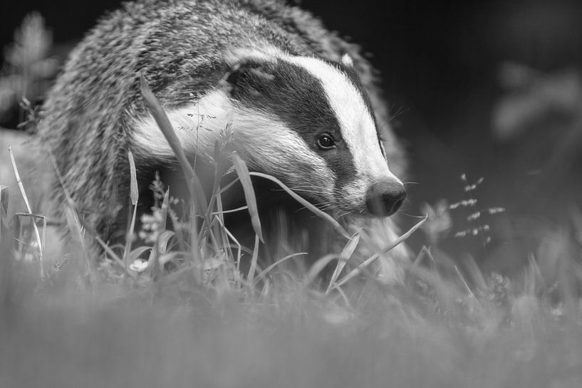 Das par Rando Kromkamp Natuurfotograaf