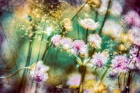 Sterndolden im Sonnenschein