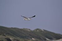 Zeemeeuw vliegend boven de duinen van Texel