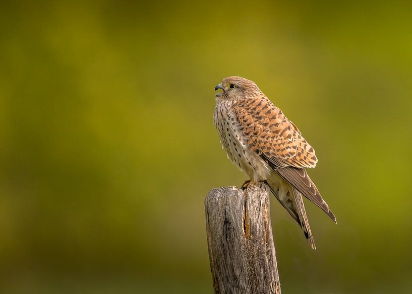 Turmfalke von Robert Kok