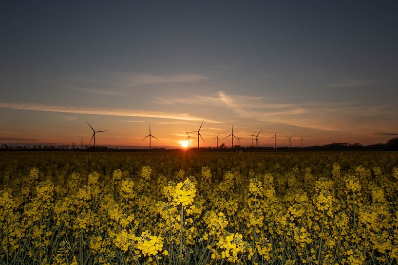 Danish landscape with rapeseed and windmills by Anne Ponsen