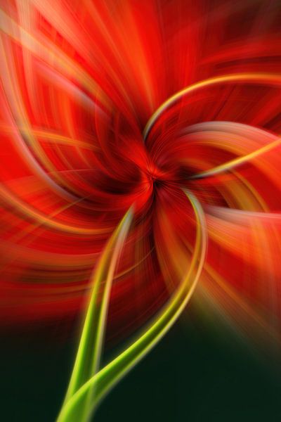 Tulpe mit Pfiff von Klaartje Majoor