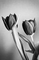 Tulipe noir et blanc 2