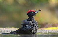 Fladderen, spetteren, lachen