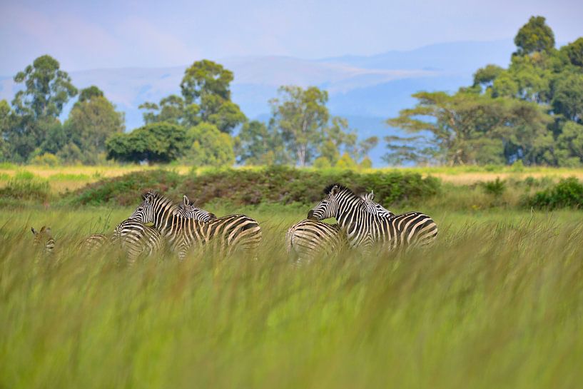 Cuddly stripes by Grafo