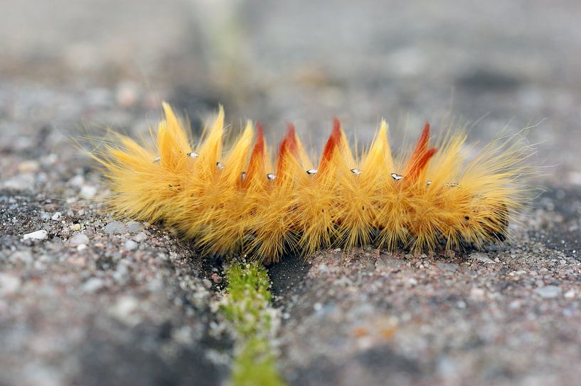 Orange, green and grey van Jeroen van Deel