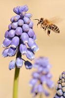 Bee by a common grape hyacinth
