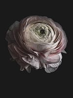 Still life with soft pink ranunculus