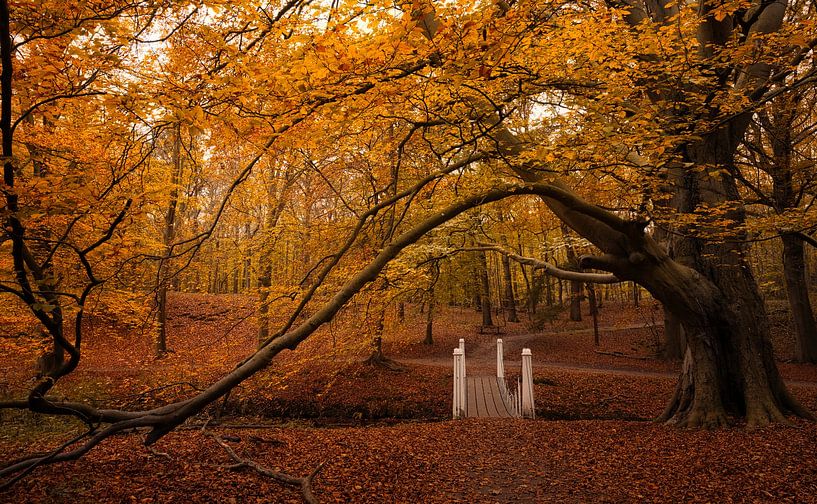 succursale embrassée pont par peterheinspictures