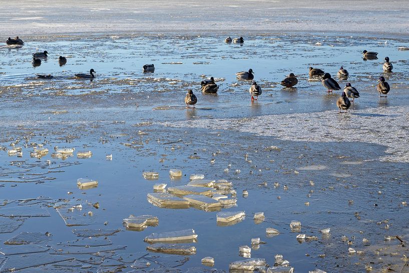 Enten in einer Pfütze von Barbara Brolsma