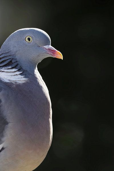 Portrait of the wood pigeon by Saranda in t Veld Fotografie
