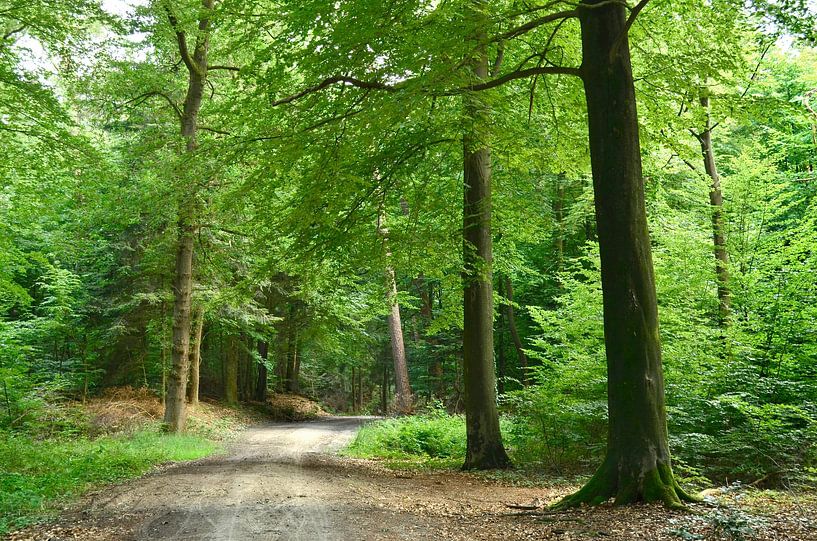 Col forestier par Corinne Welp