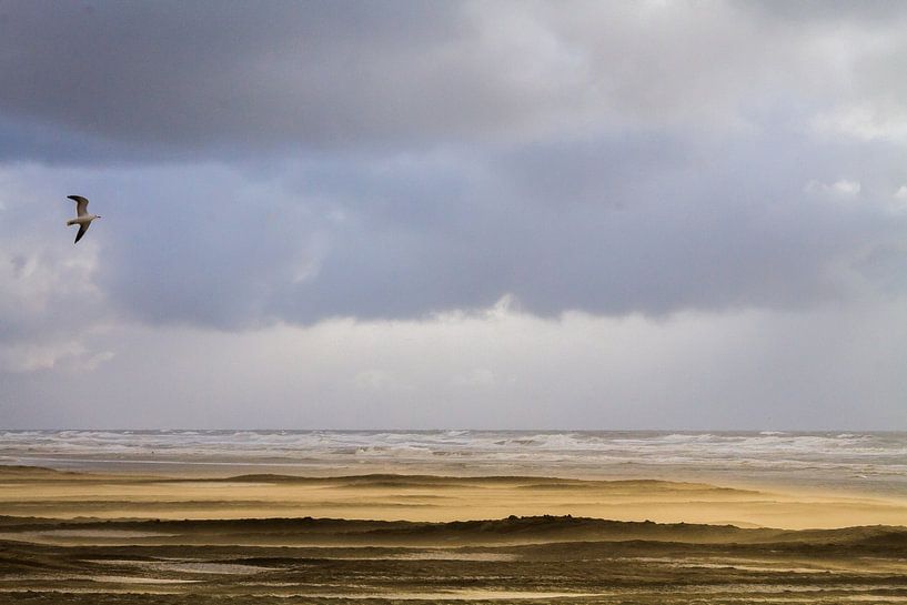 Meeuw vliegend over strand met stuifzand van Menno van Duijn