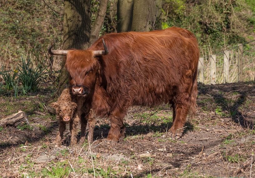 Ein sehr junges neugeborenes Kalb eines schottischen Hochländers, von ChrisWillemsen