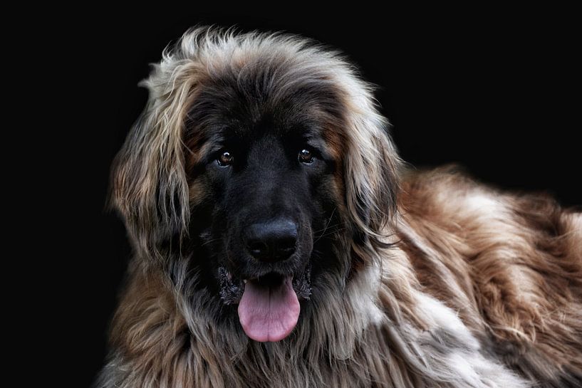 Der Leonberger von Joachim G. Pinkawa