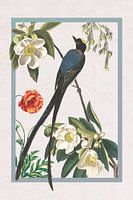 Fliegenfänger Vogel im Rahmen auf zerknittertem Papier