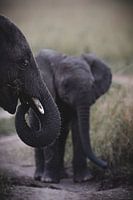 Baby Afrikanischer Elefant