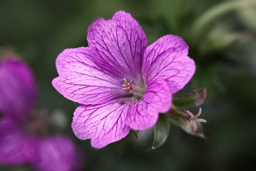Géranium par Rob Boon