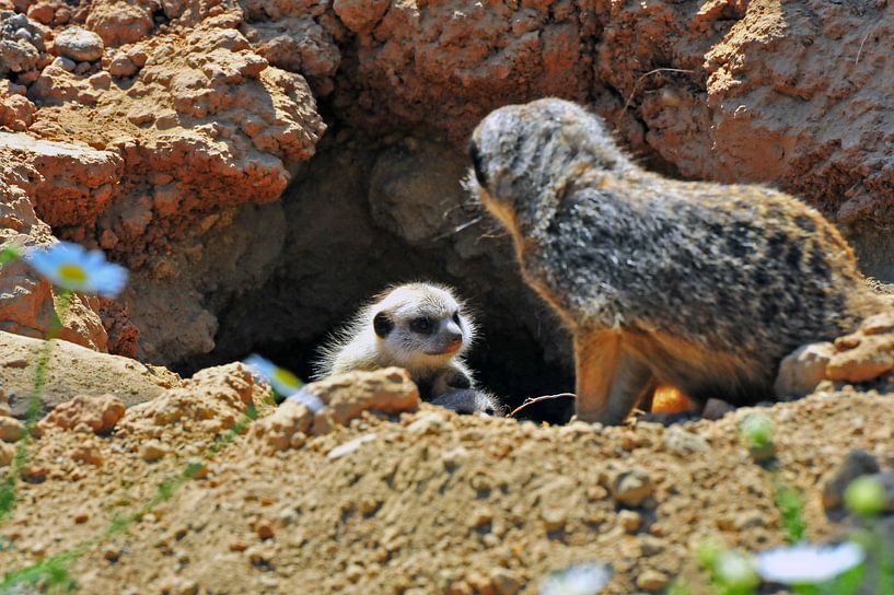 La nurserie des suricates par Ingo Laue